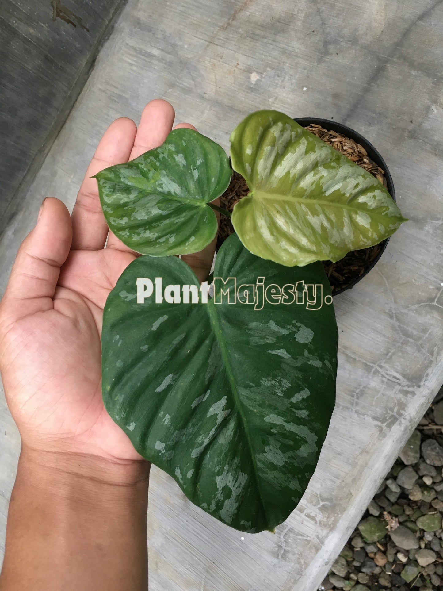 Philodendron Brandtianum Wild Form Equador