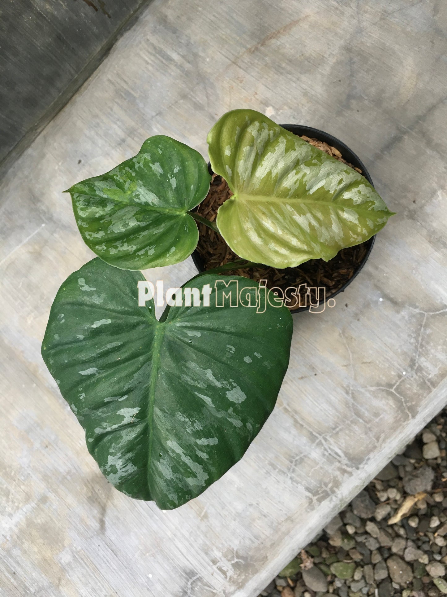 Philodendron Brandtianum Wild Form Equador