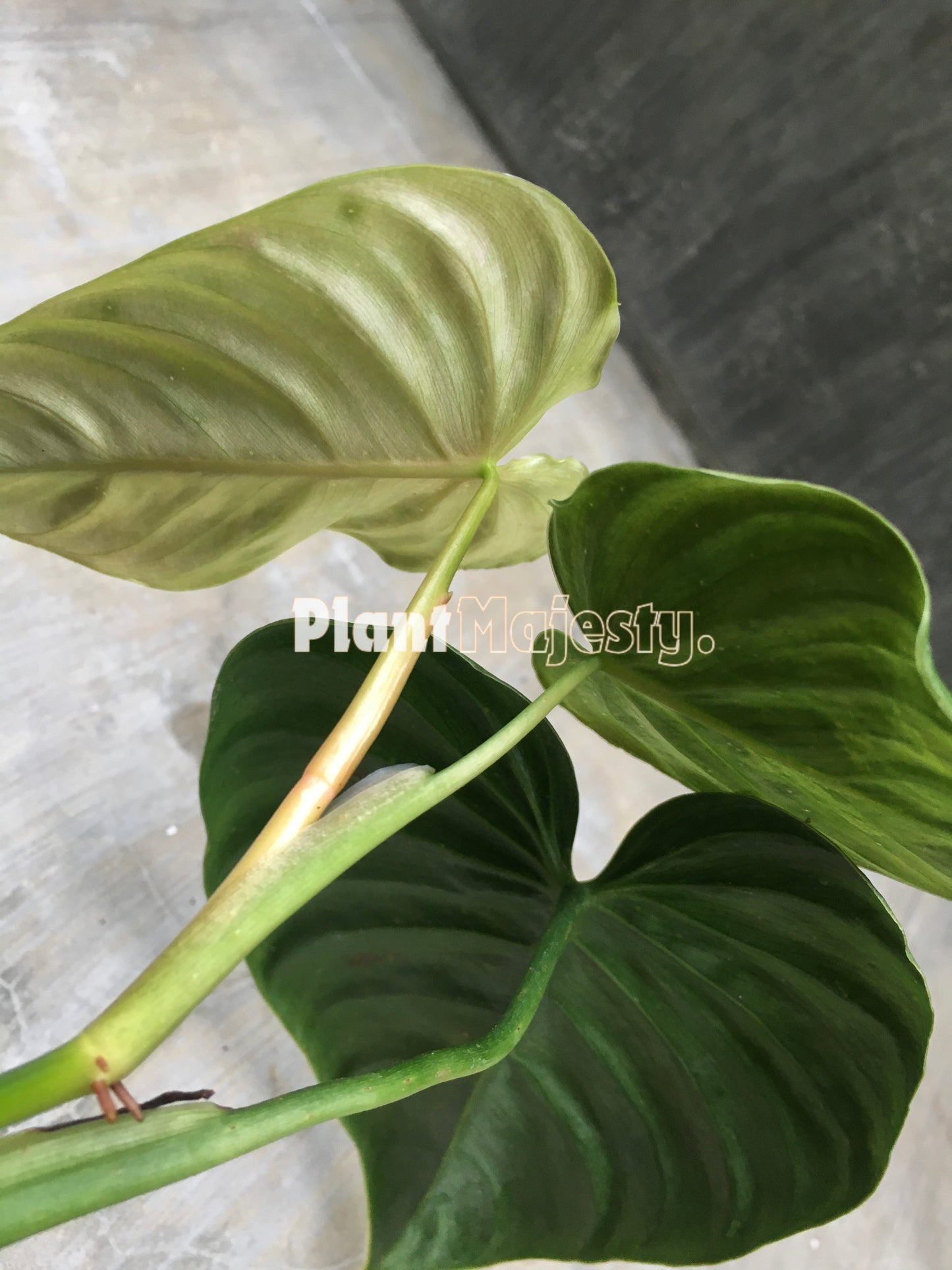 Philodendron Brandtianum Wild Form Equador