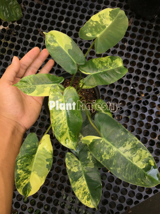 Philodendron Burle Marx Variegated