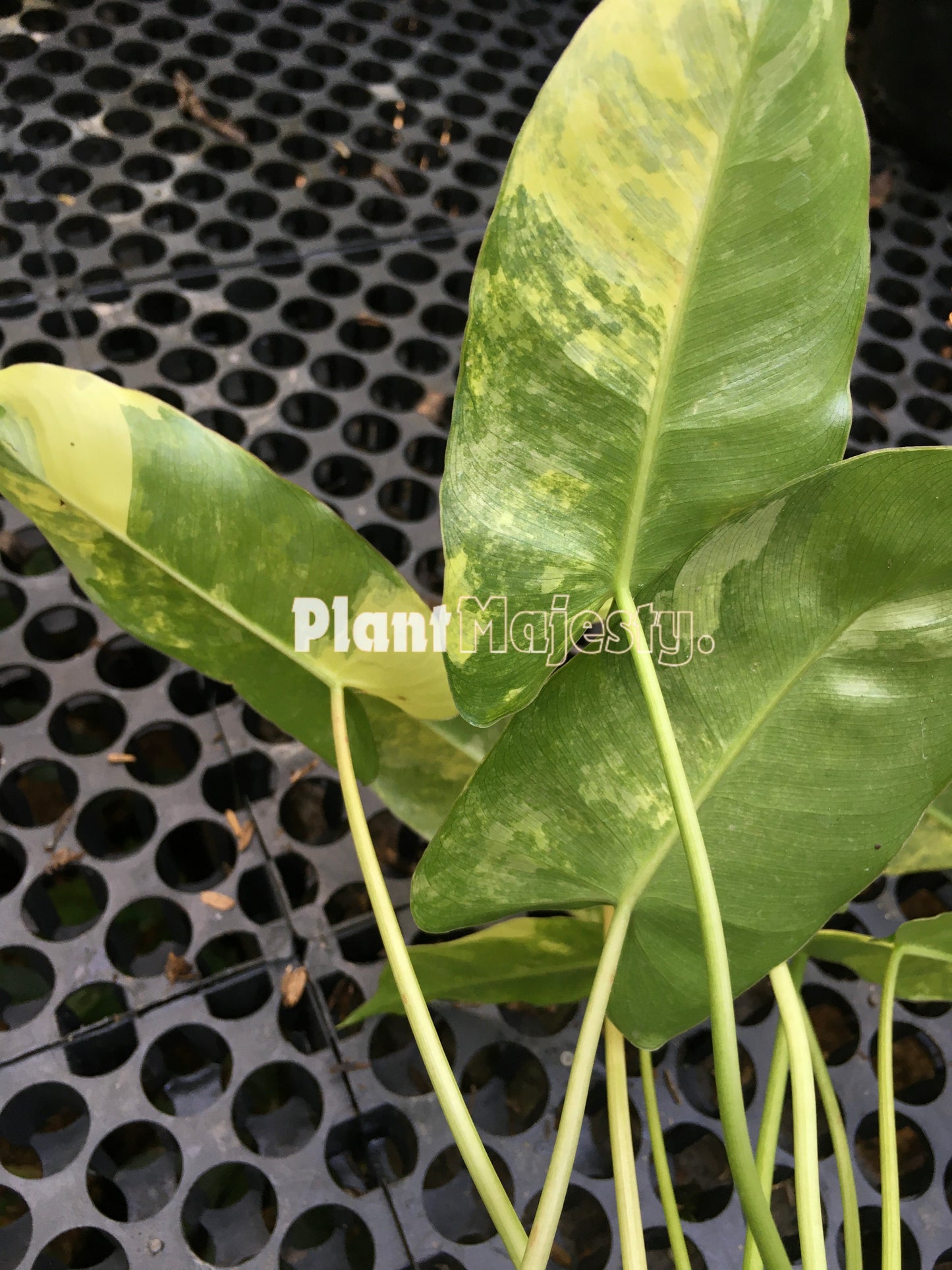 Philodendron Burle Marx Variegated