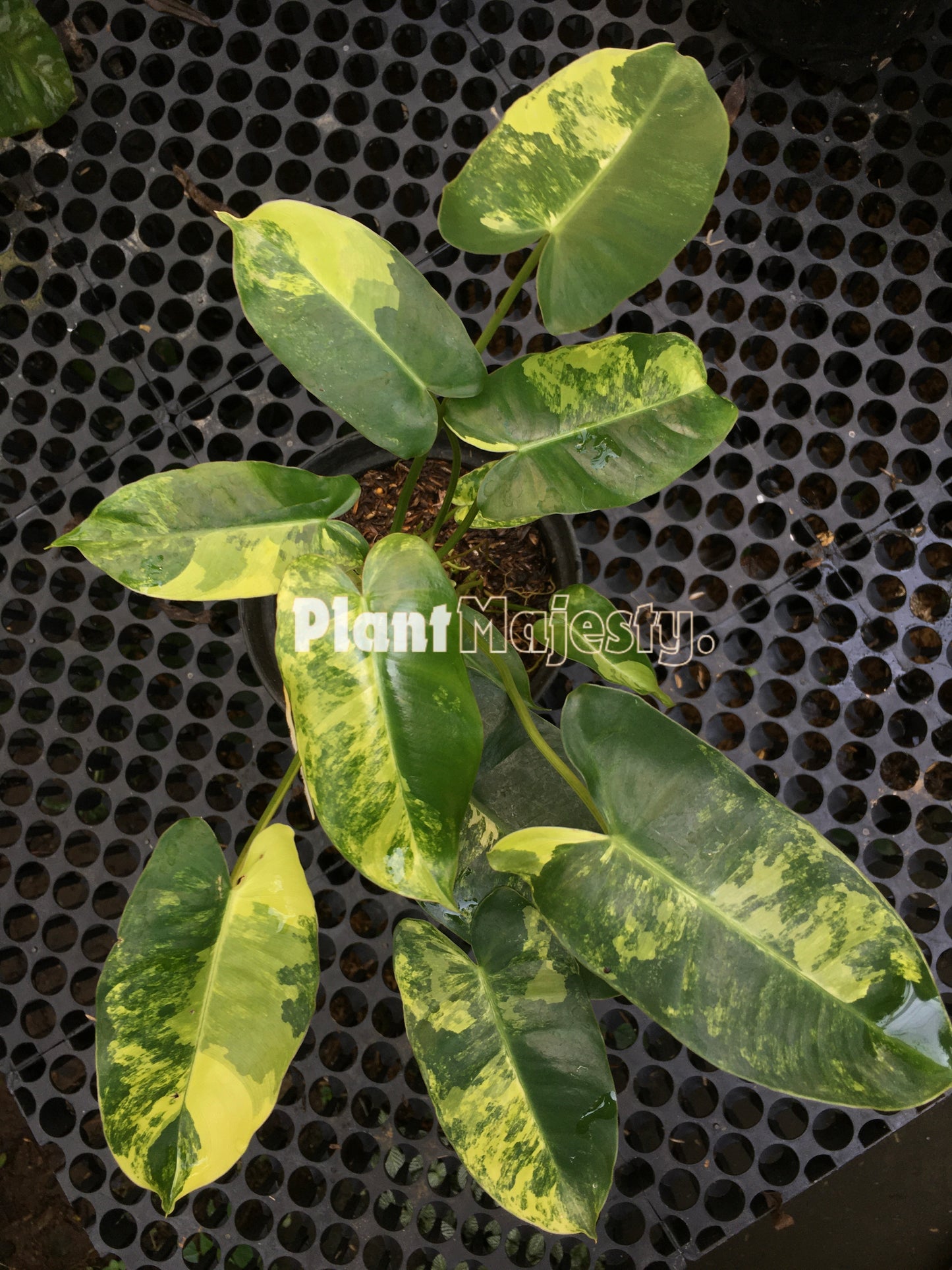 Philodendron Burle Marx Variegated