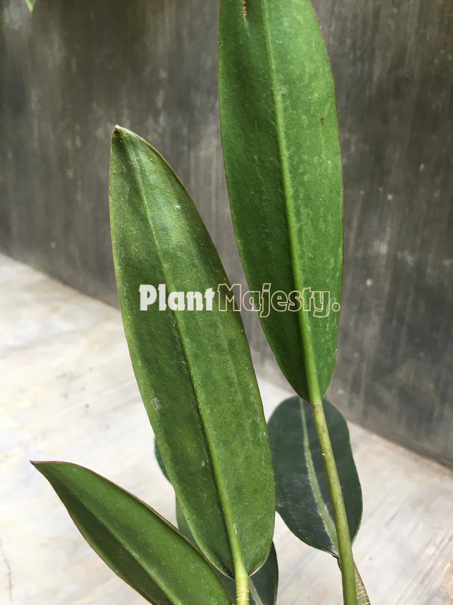 Philodendron Callosum