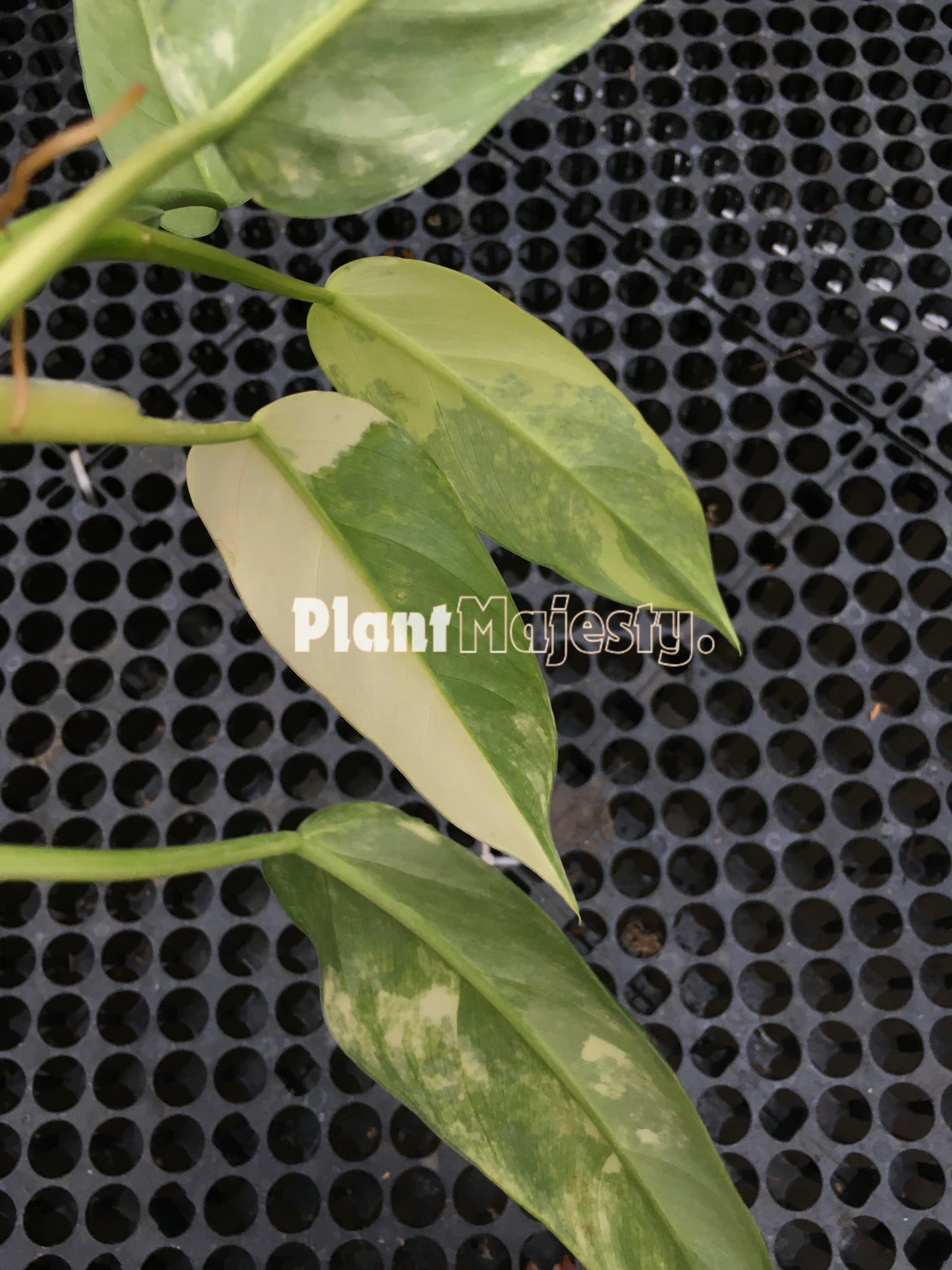 Philodendron Domesticum Variegated Small