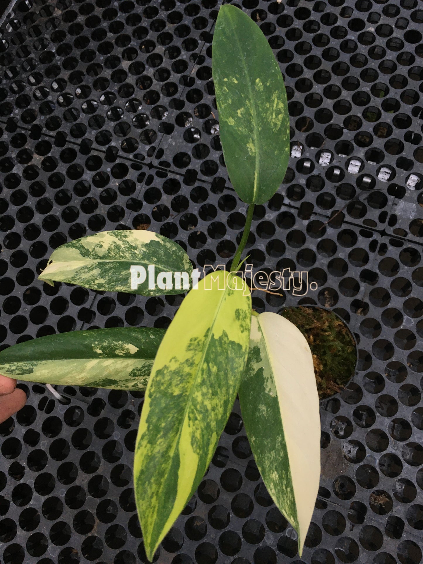 Philodendron Domesticum Variegated Small