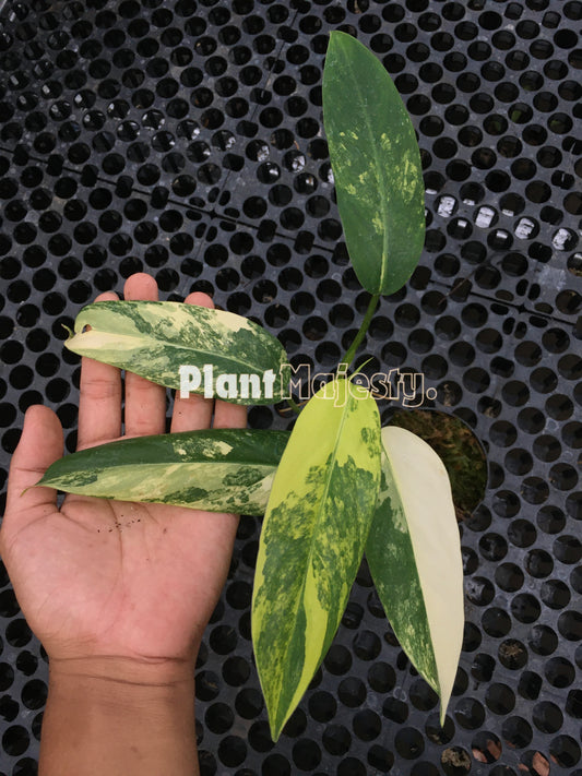 Philodendron Domesticum Variegated Small