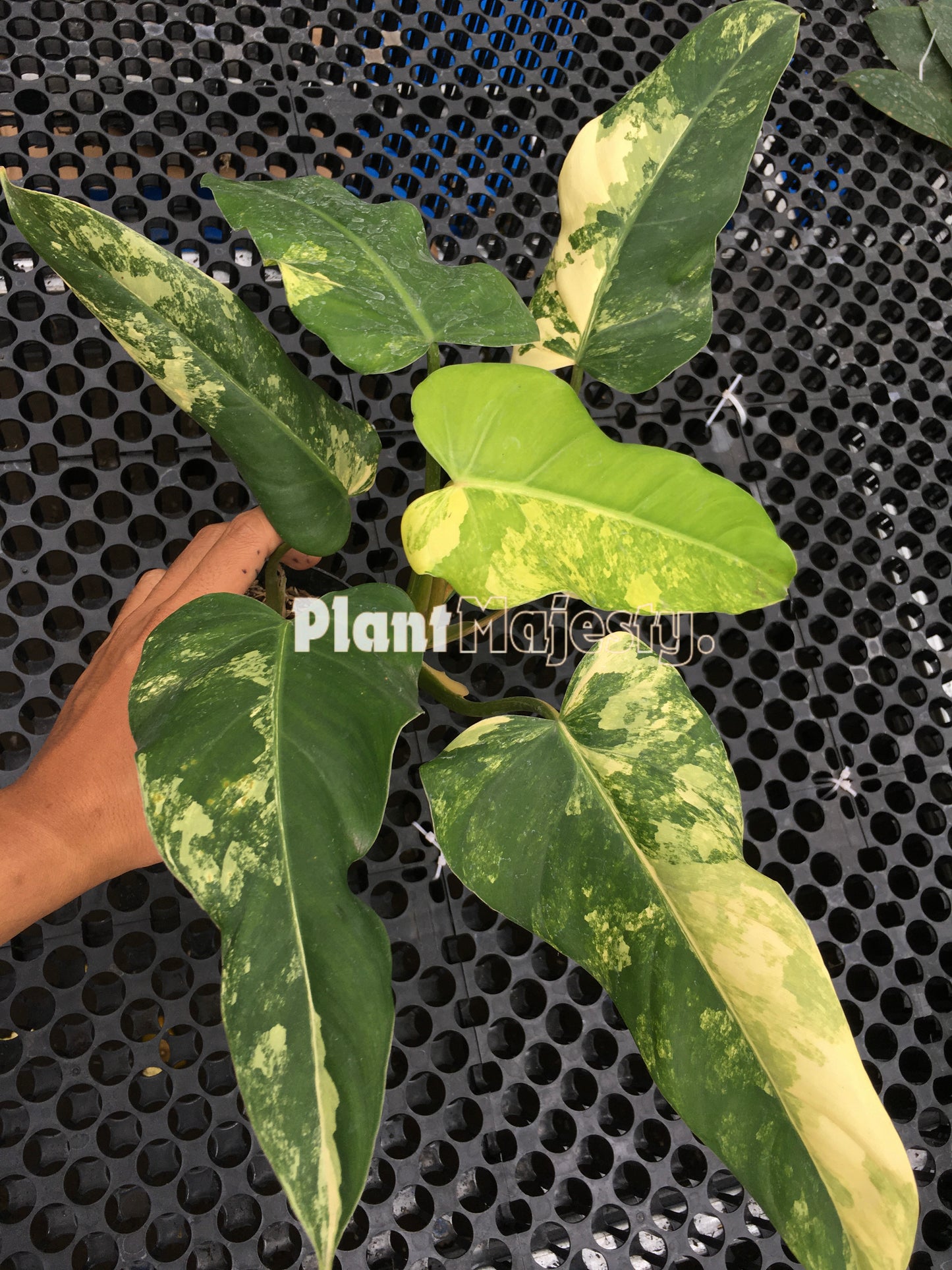 Philodendron Domesticum Variegated Large