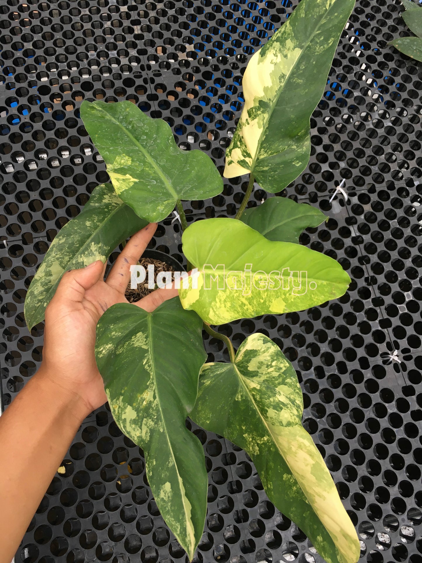 Philodendron Domesticum Variegated Large