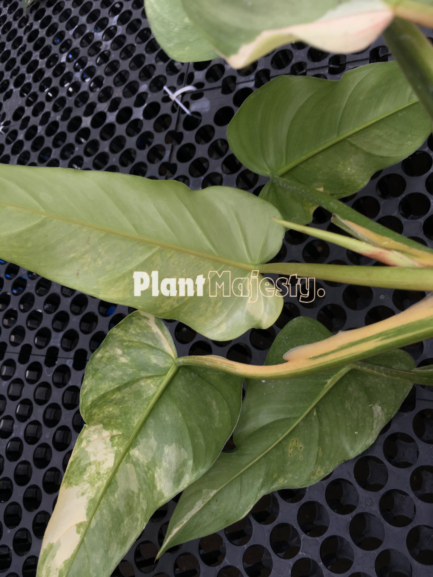 Philodendron Domesticum Variegated Large