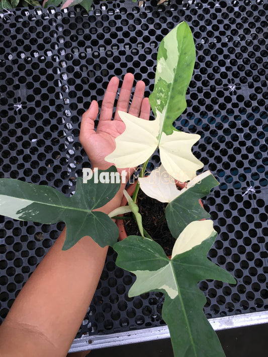 Philodendron Dragon Variegated