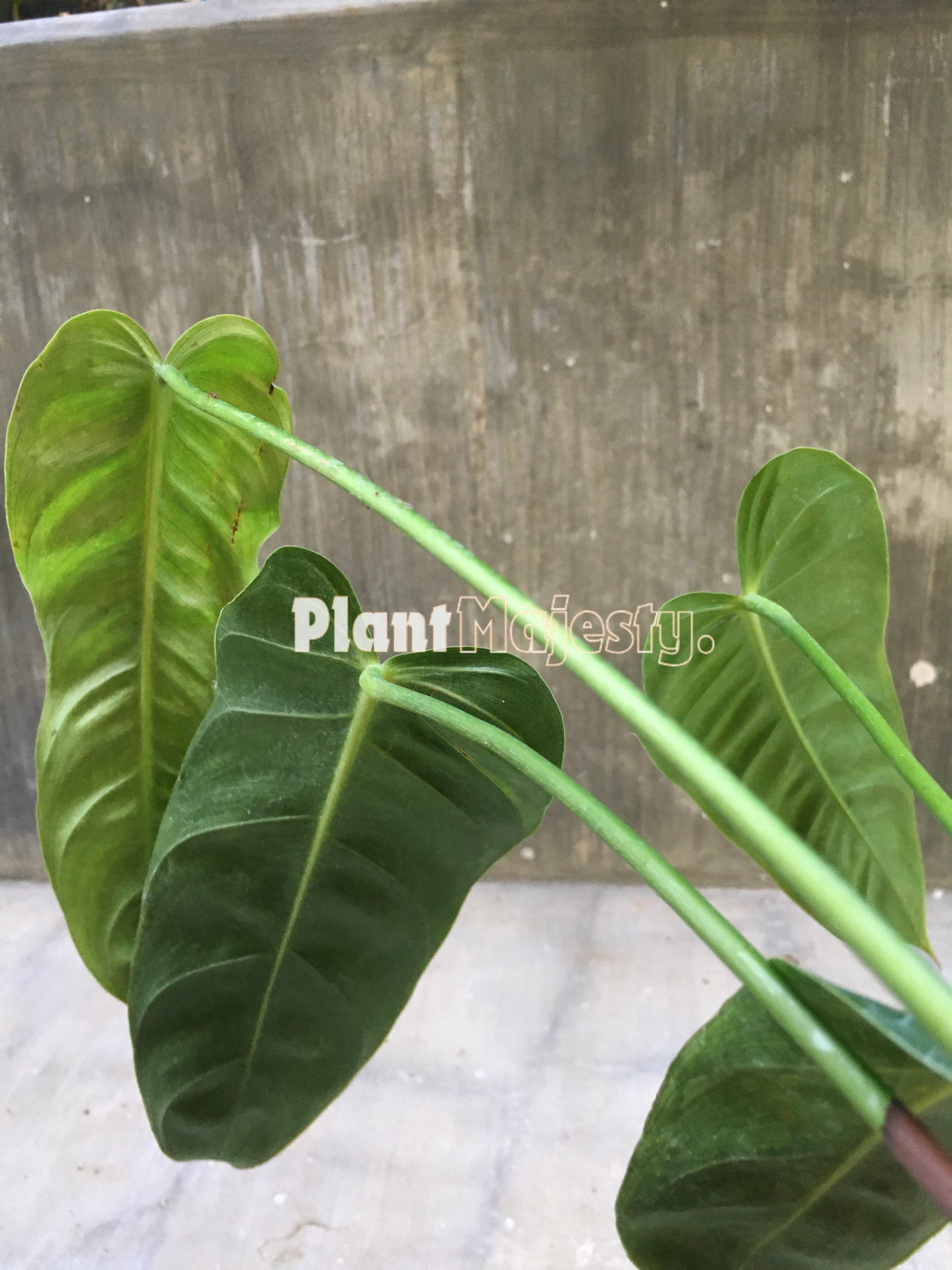 Philodendron Esmeraldense Narrow