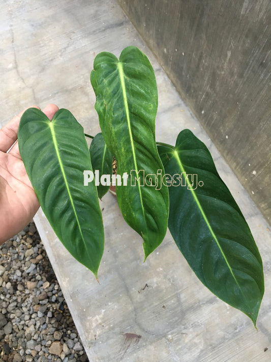 Philodendron Esmeraldense Narrow