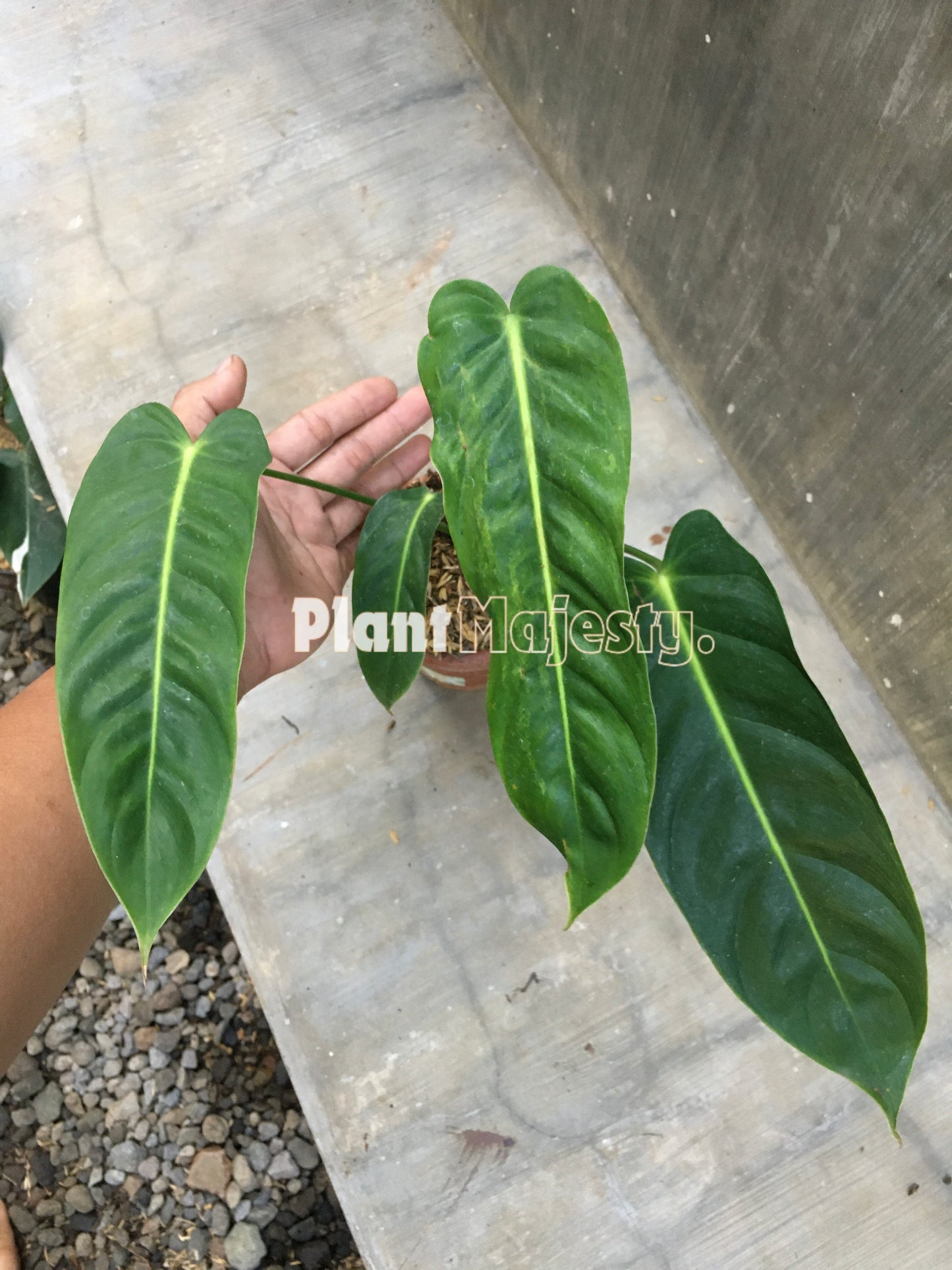 Philodendron Esmeraldense Narrow