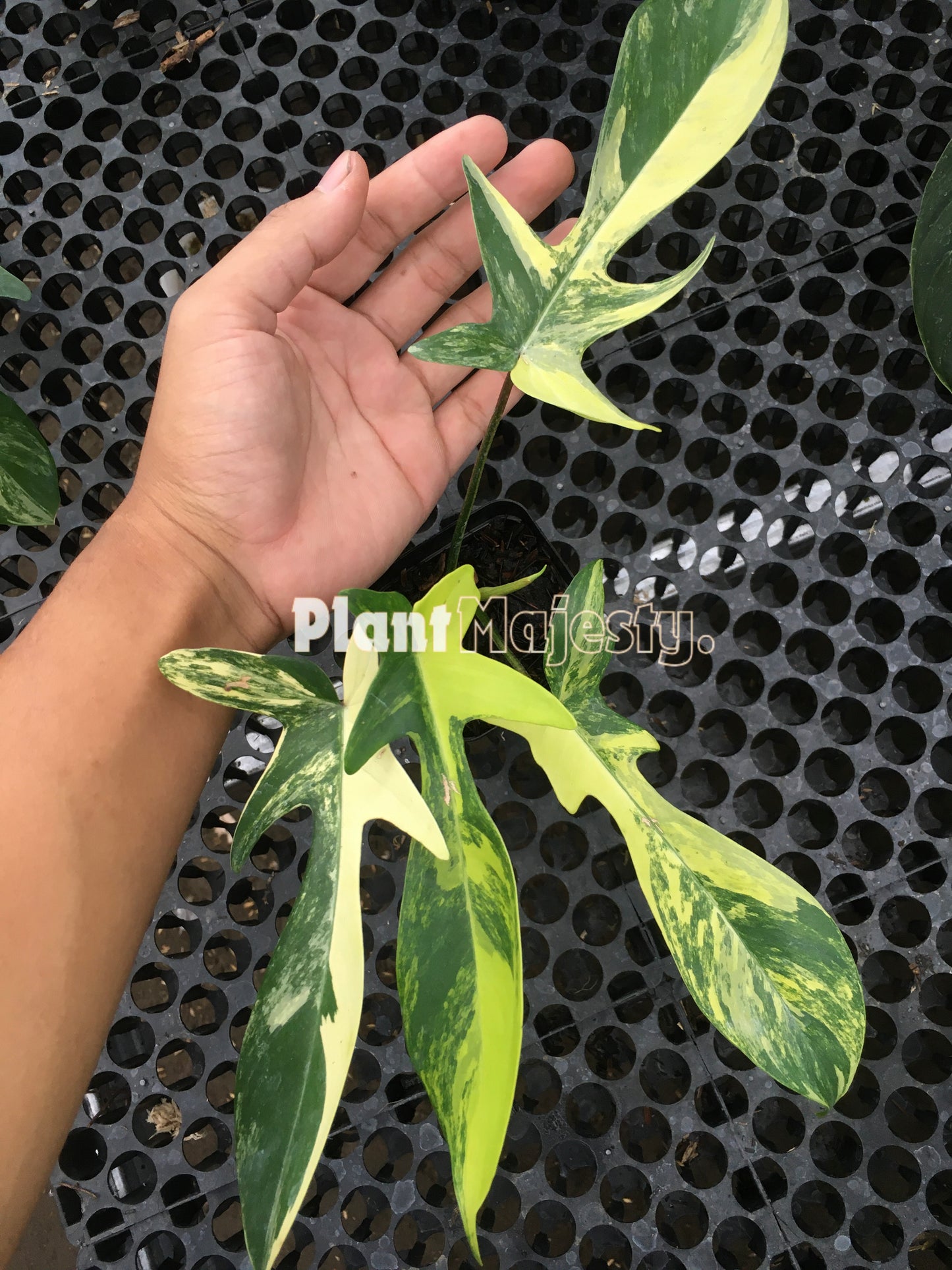 Philodendron Florida Beauty Small