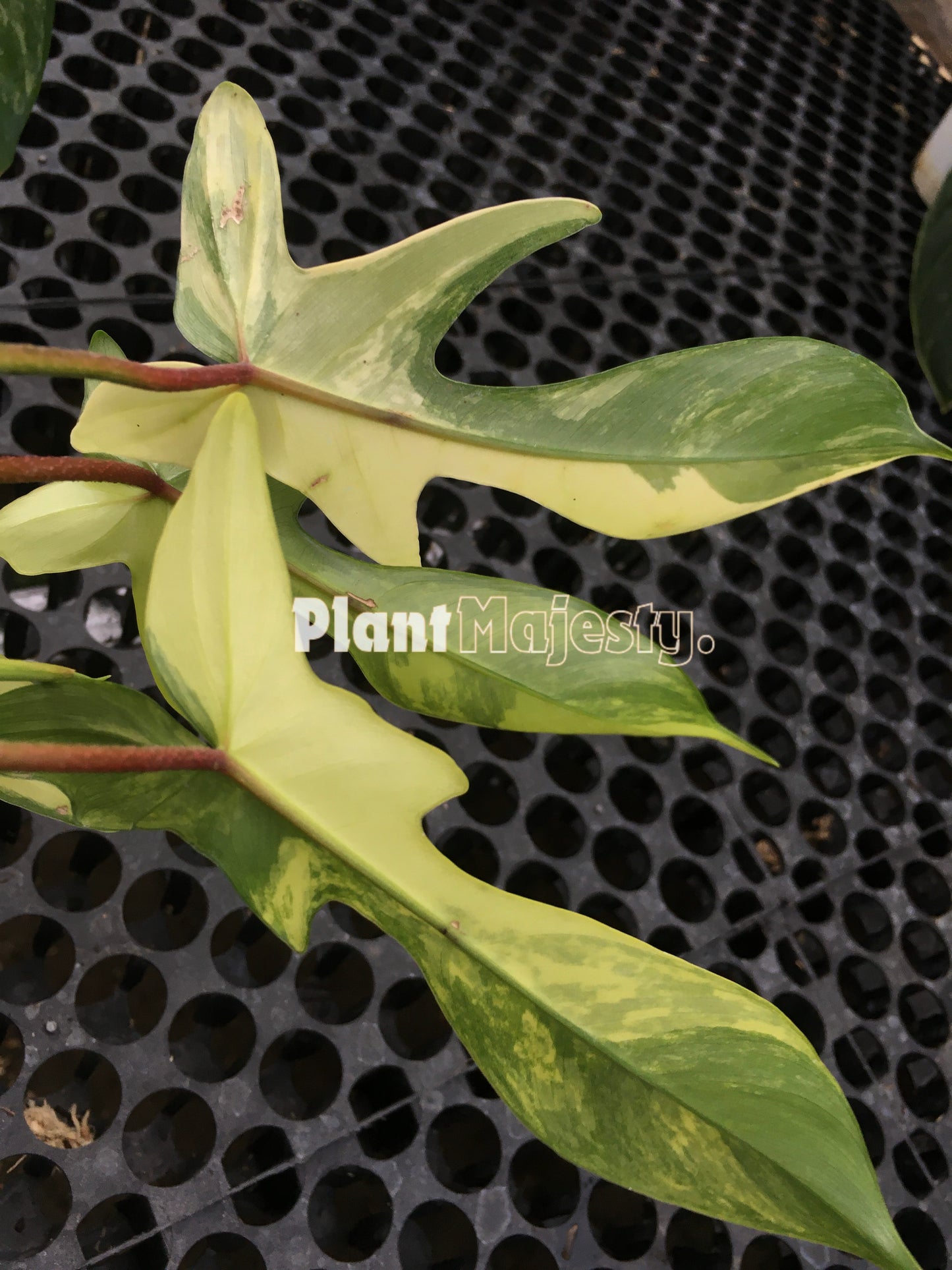 Philodendron Florida Beauty Small