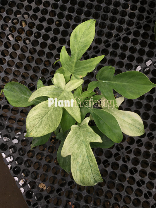 Philodendron Florida Ghost Mint