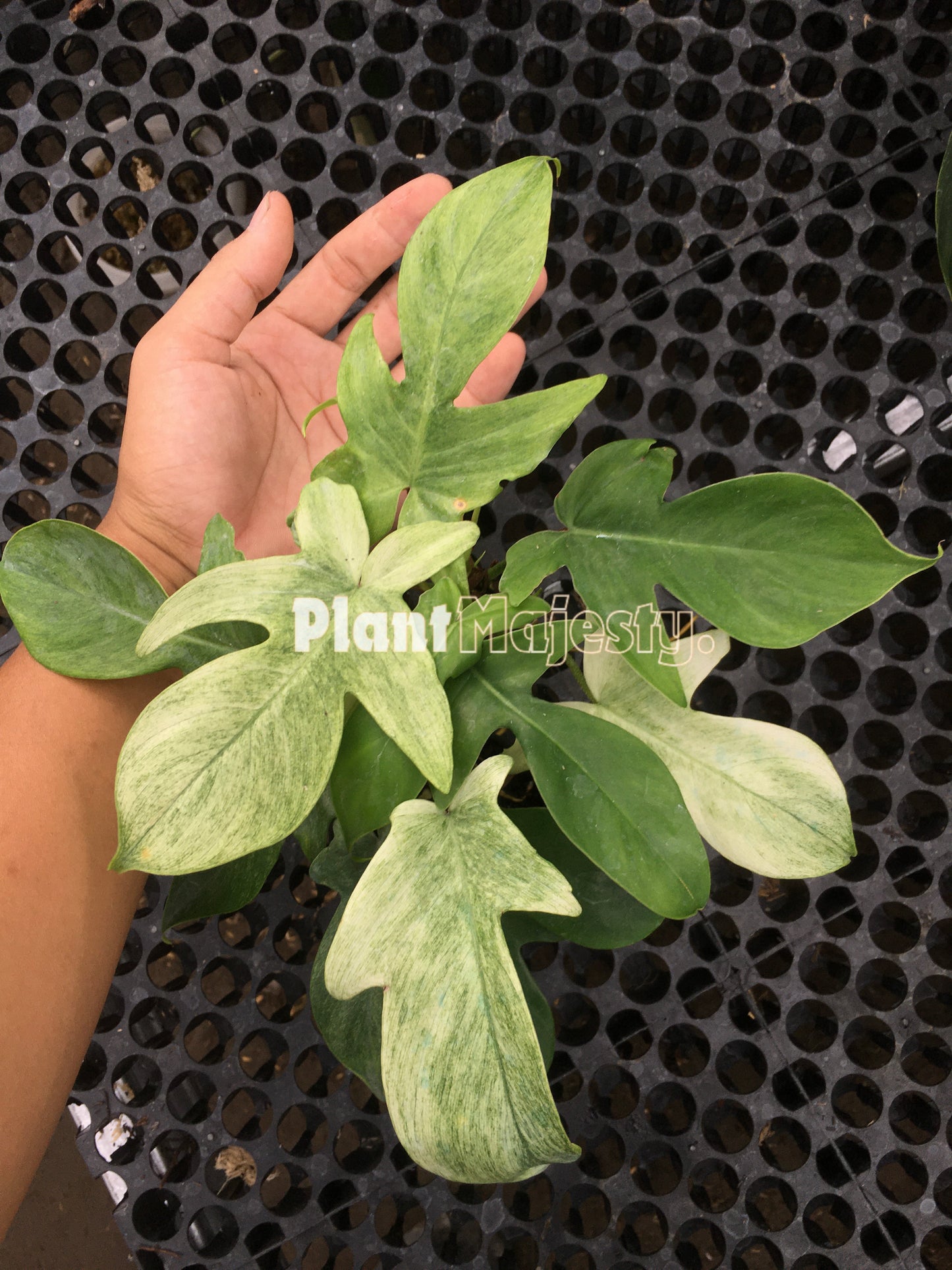 Philodendron Florida Ghost Mint