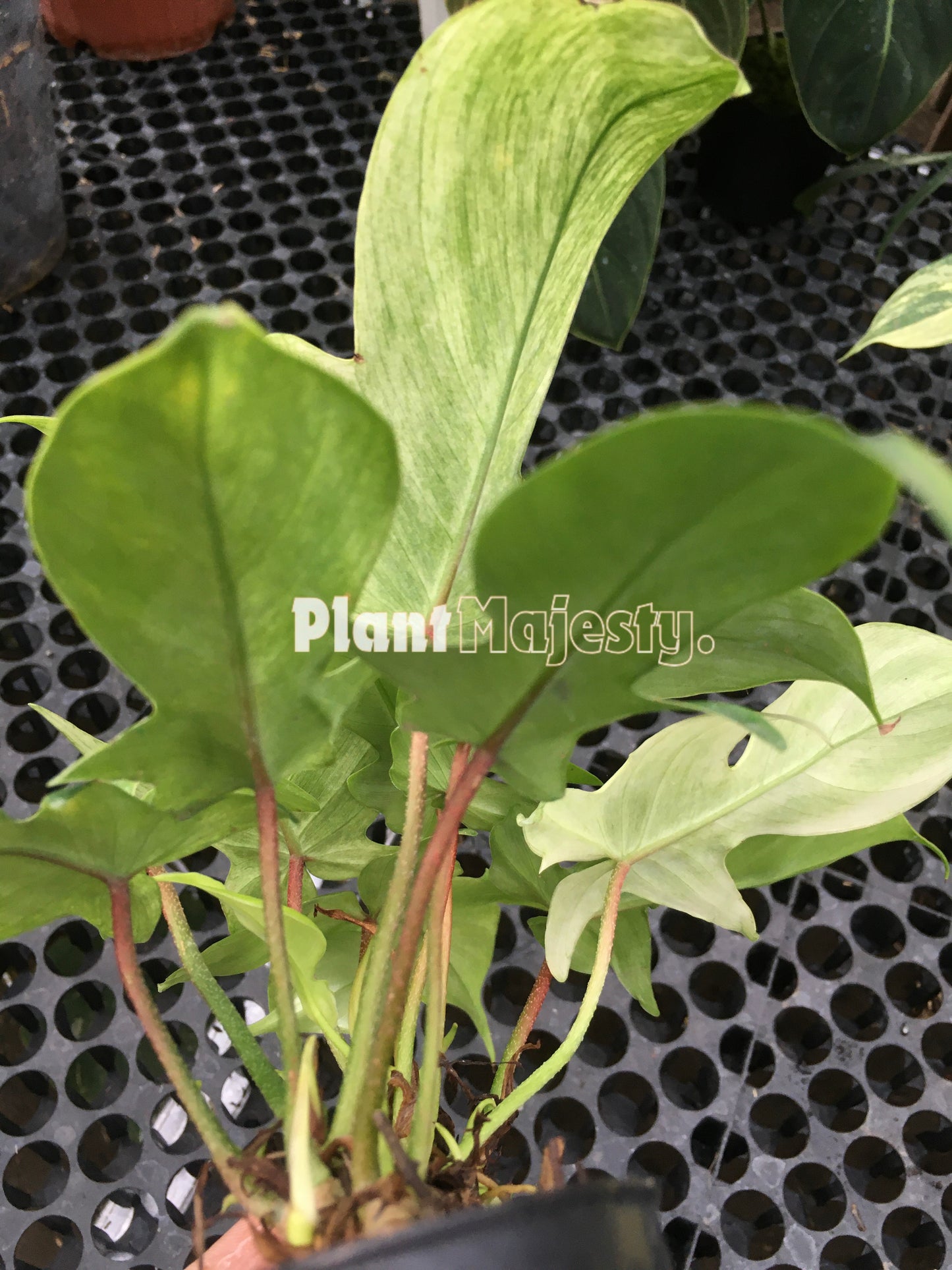 Philodendron Florida Ghost Mint