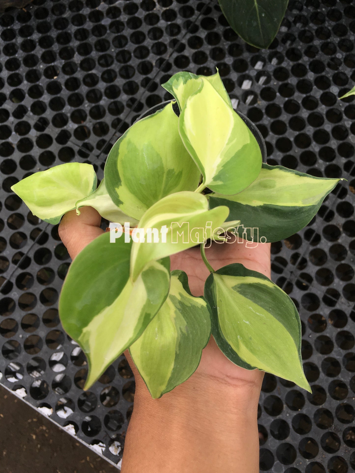 Philodendron gabby