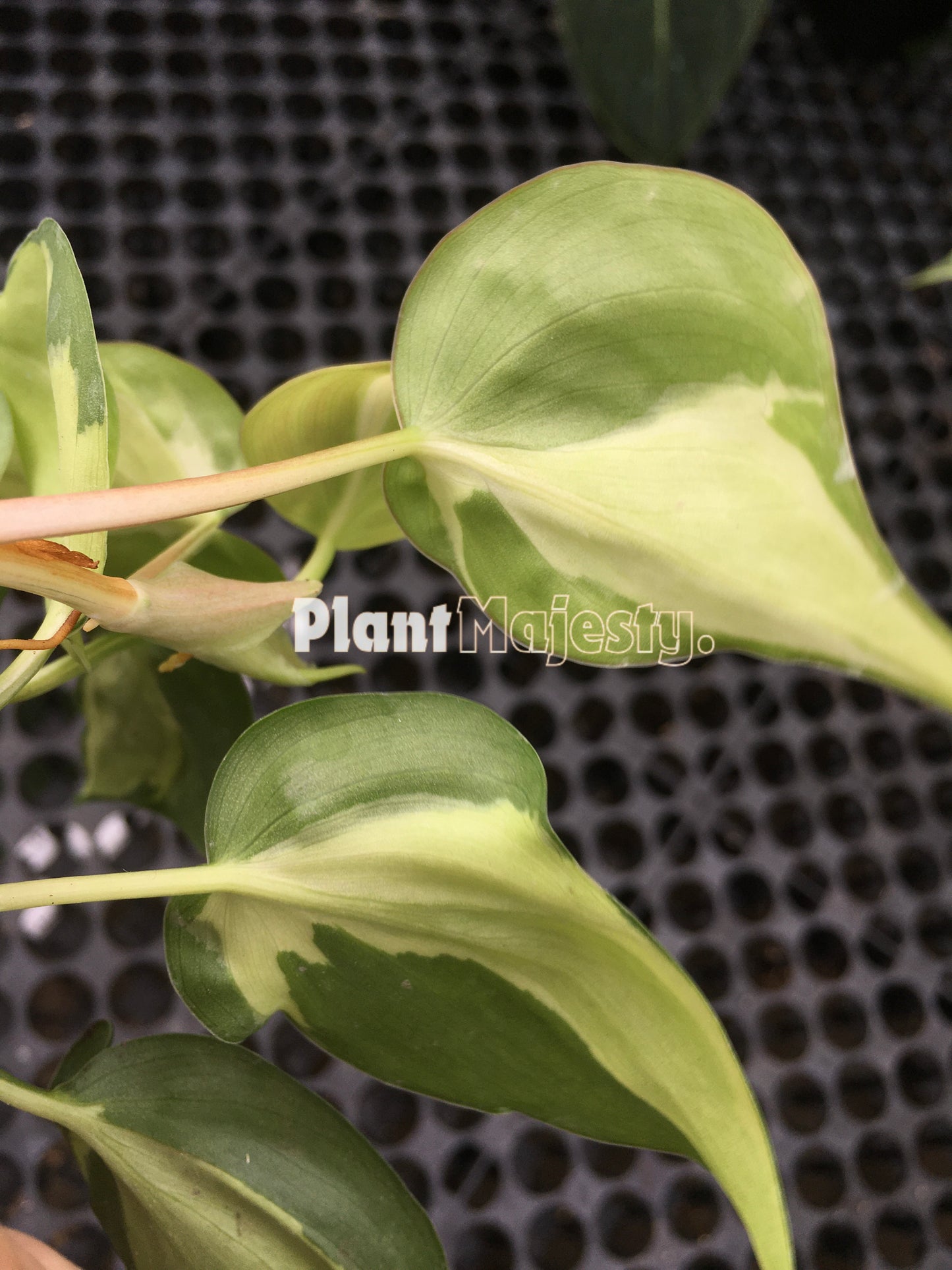 Philodendron gabby