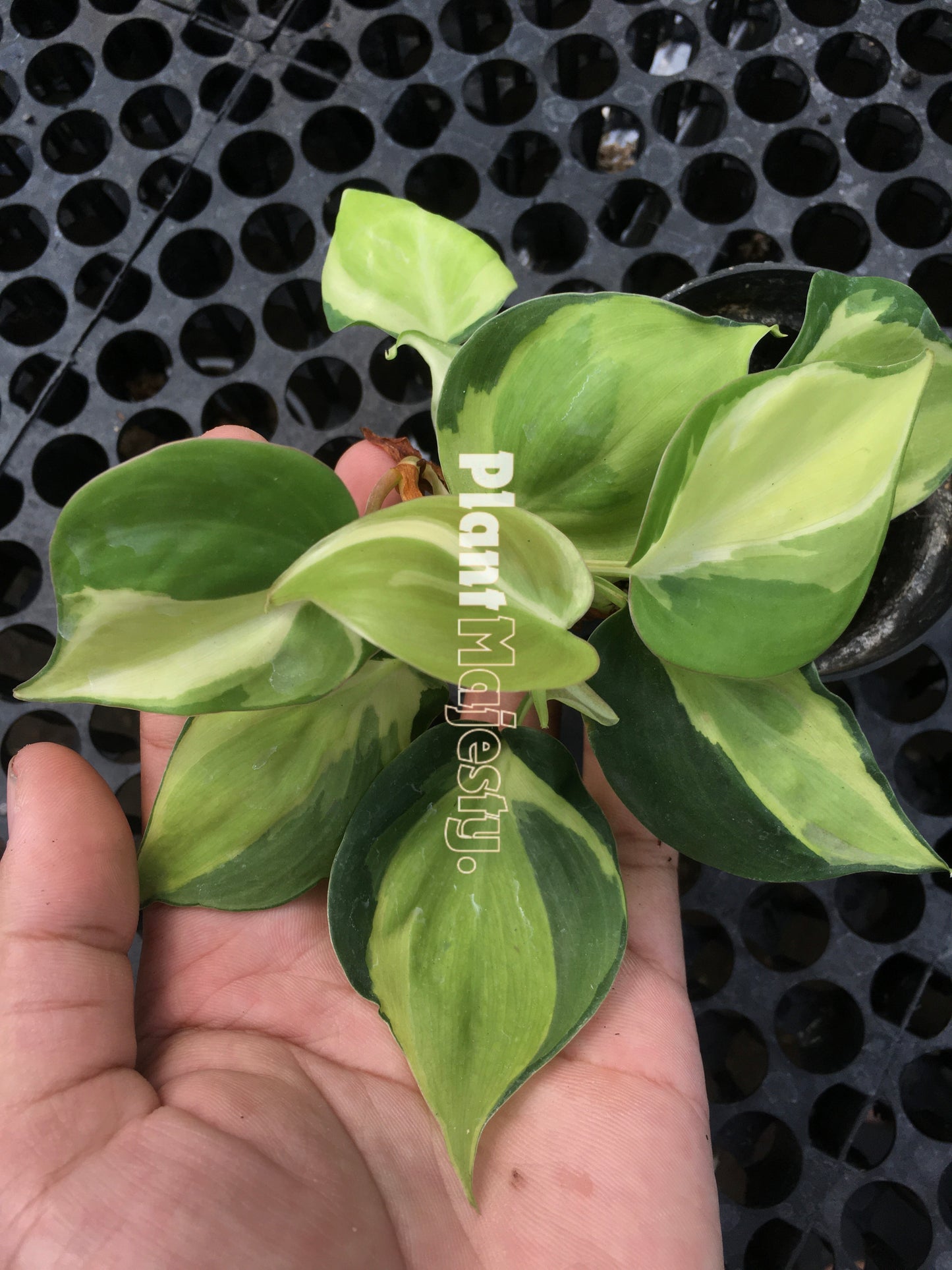 Philodendron gabby