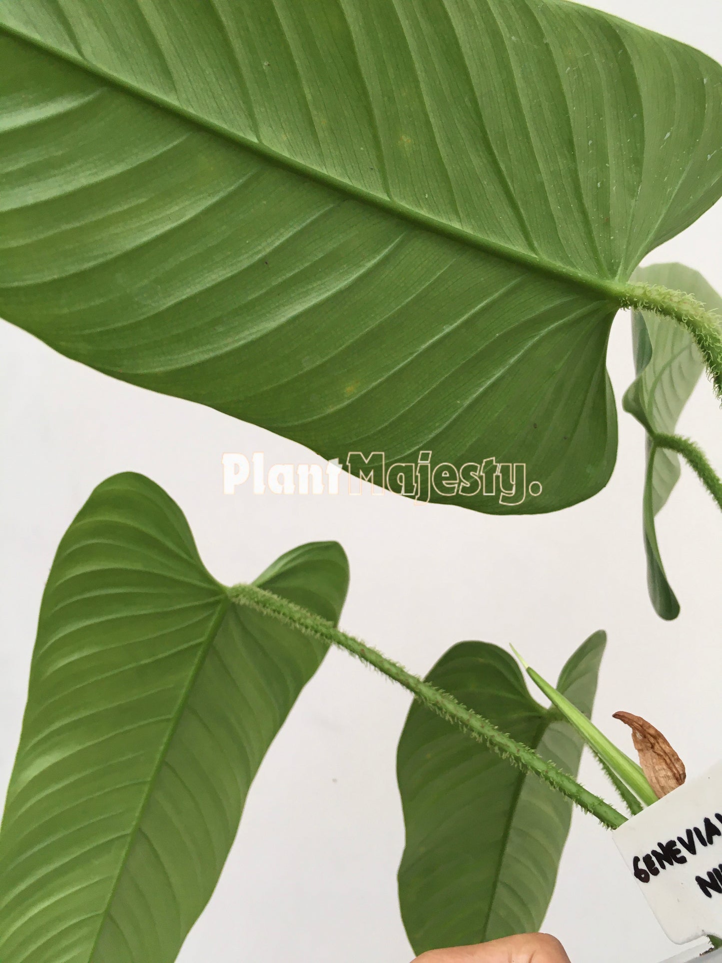 Philodendron Genevievianum