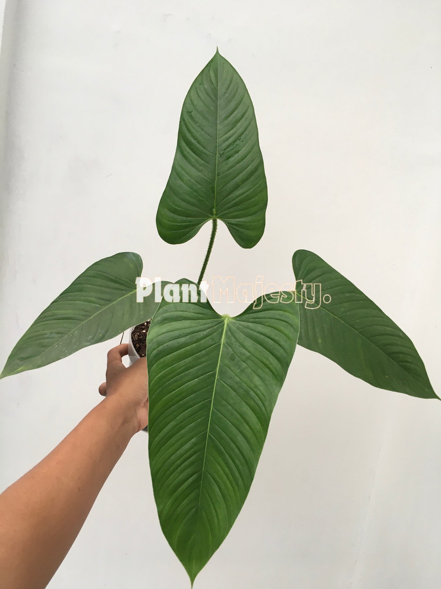 Philodendron Genevievianum