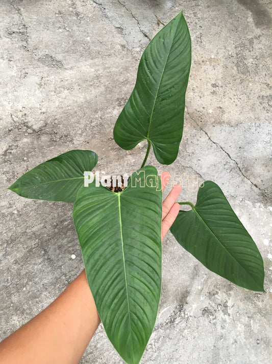 Philodendron Genevievianum