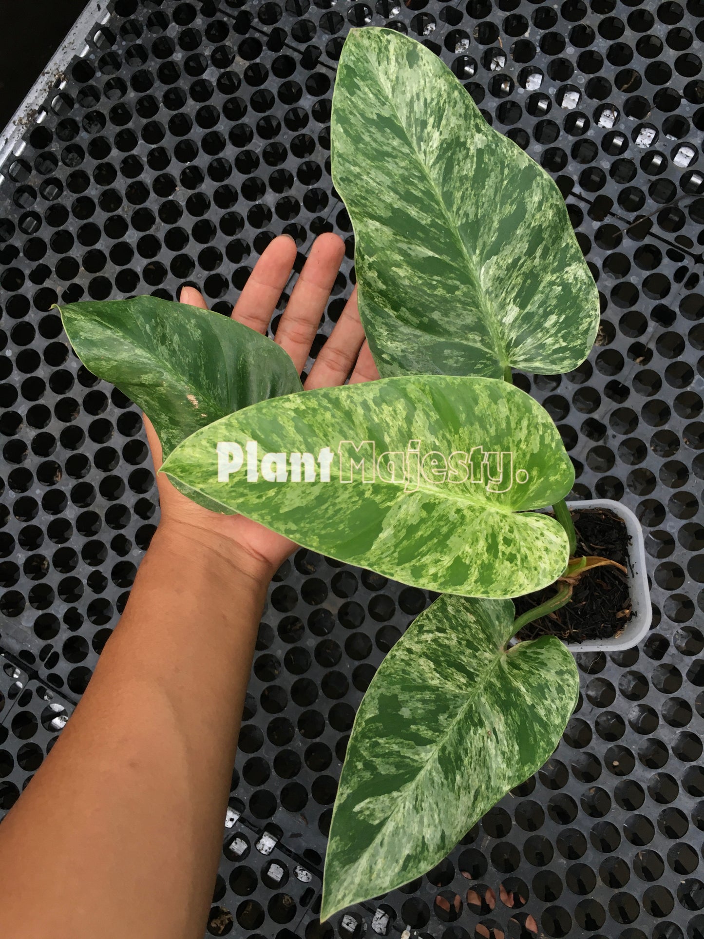 Philodendron Giganteum Blizzard Variegated Medium