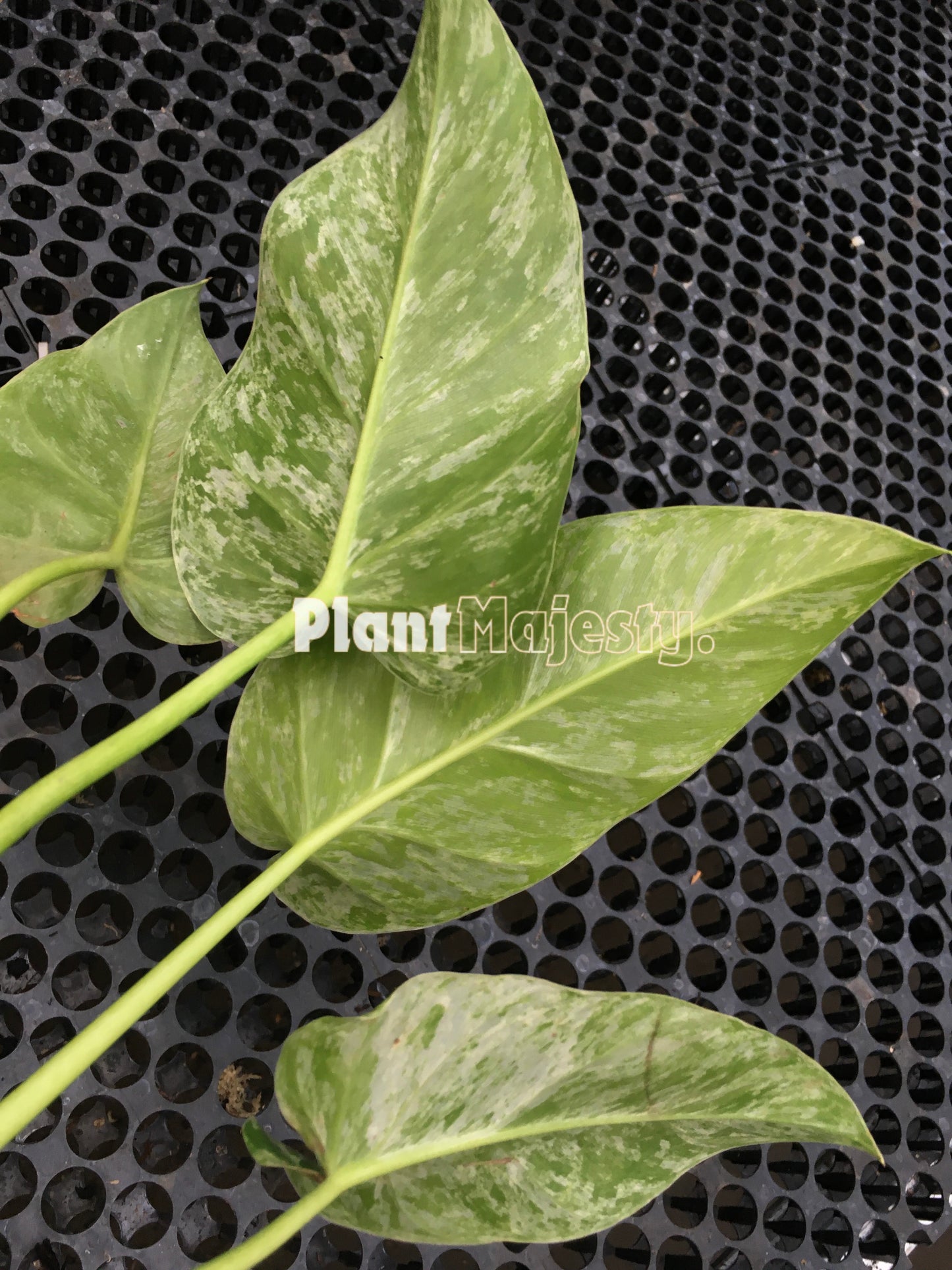 Philodendron Giganteum Blizzard Variegated Medium