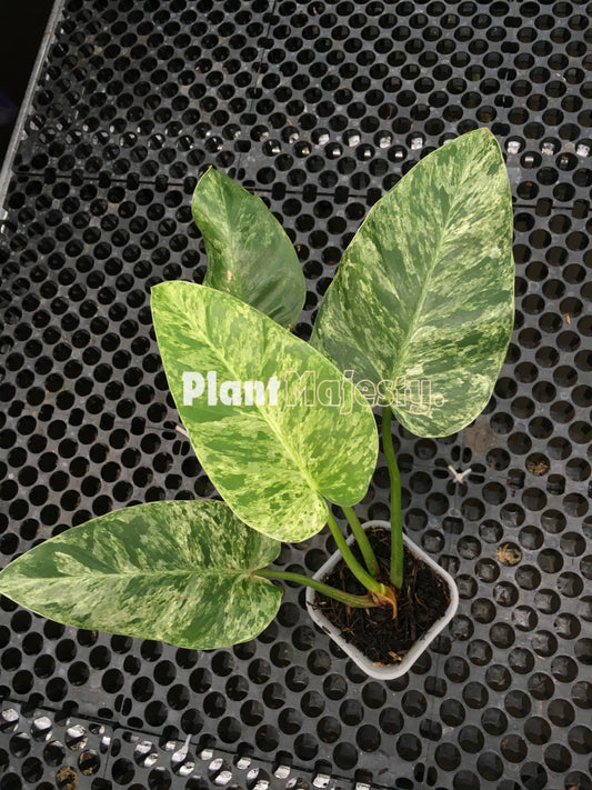 Philodendron Giganteum Blizzard Variegated Medium