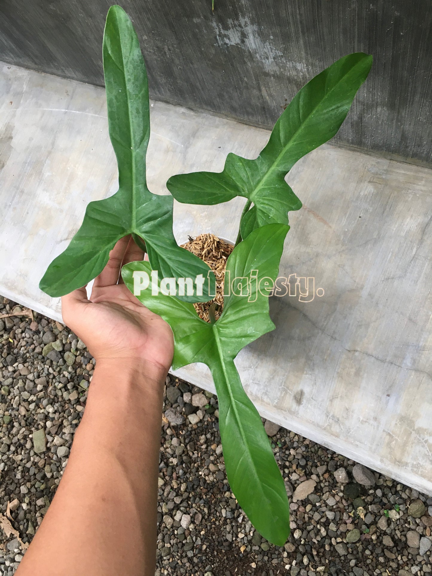 Philodendron Bipennifolium Glaucous