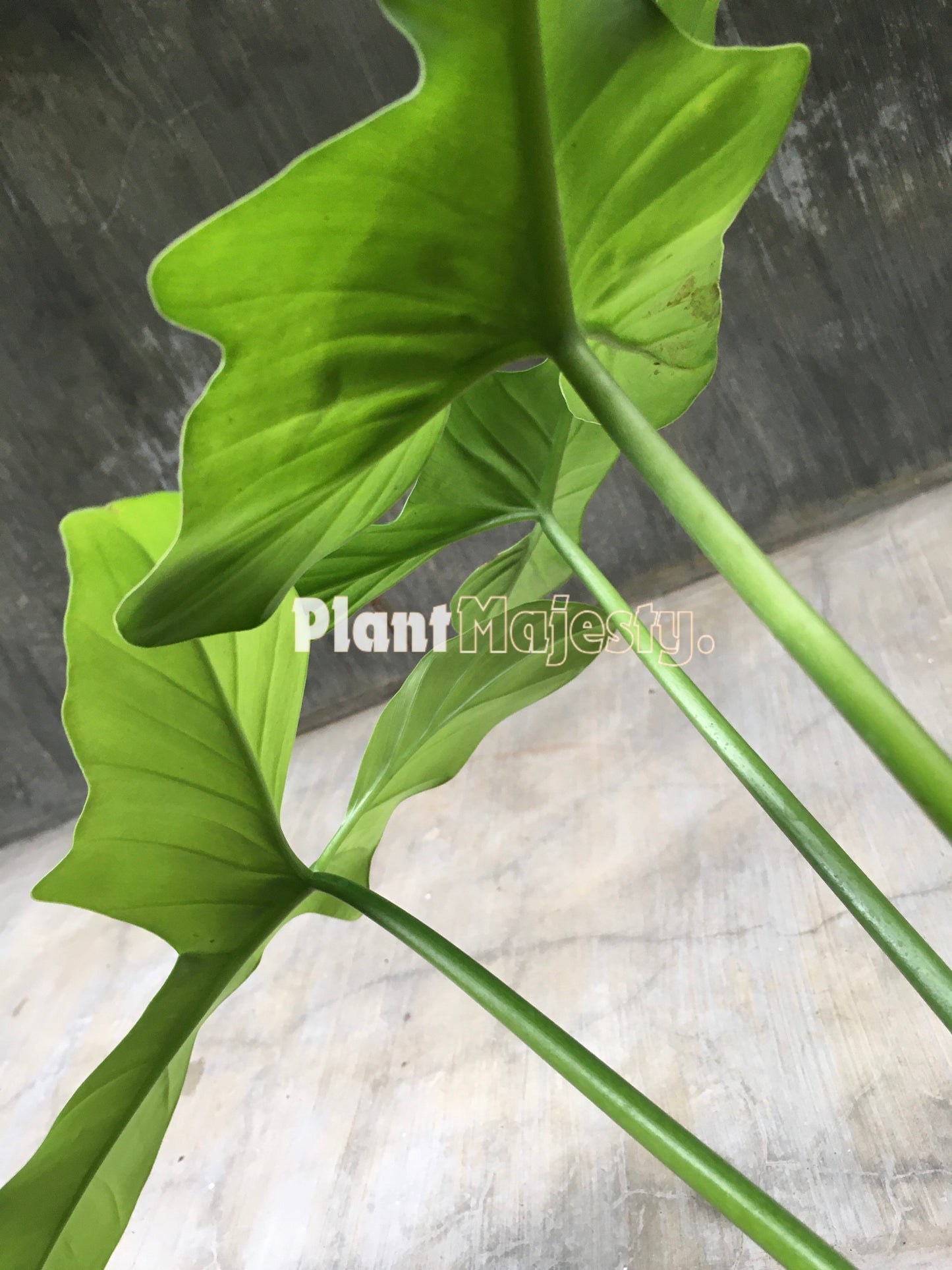 Philodendron Bipennifolium Glaucous