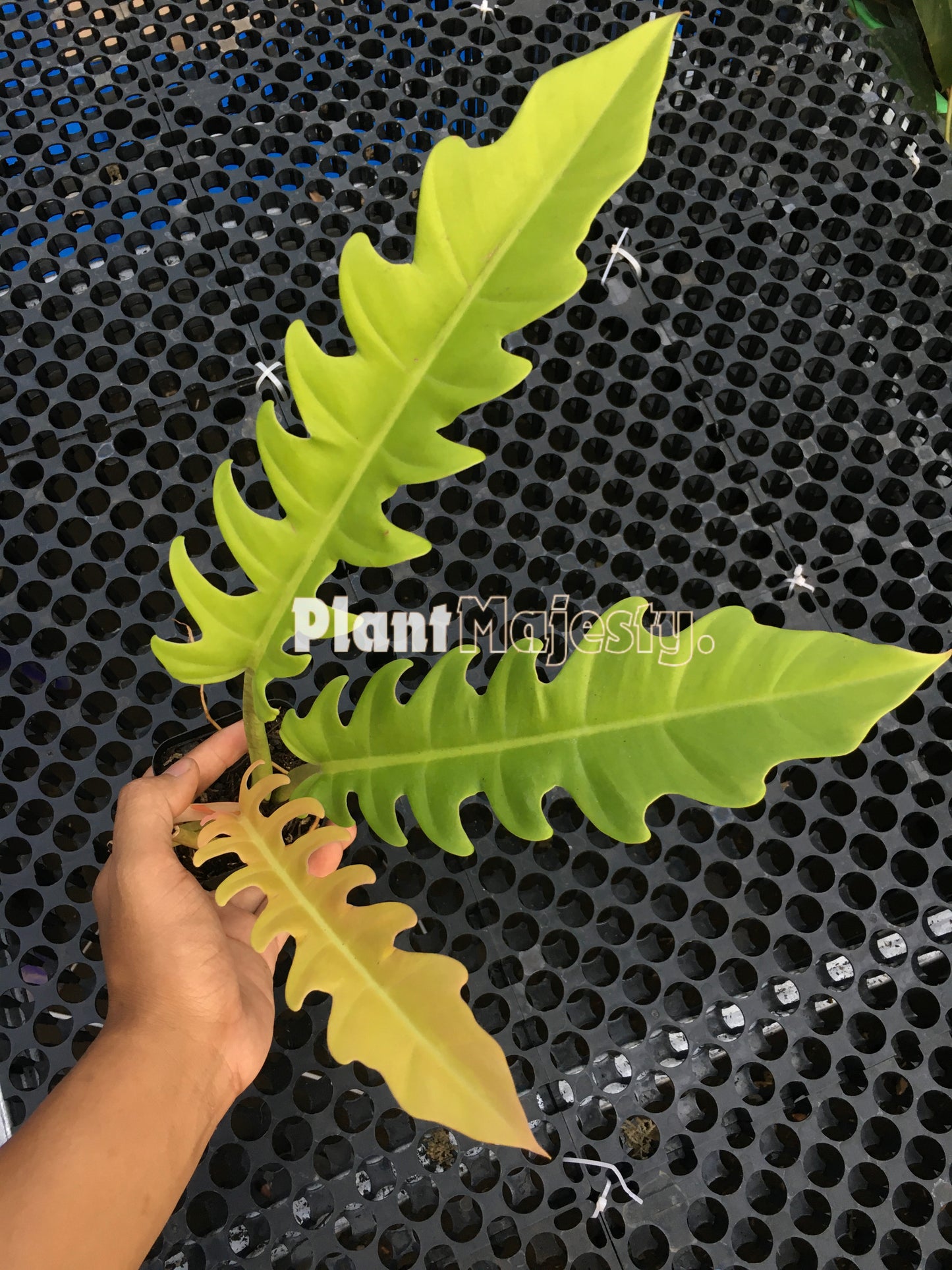 Philodendron Golden Saw