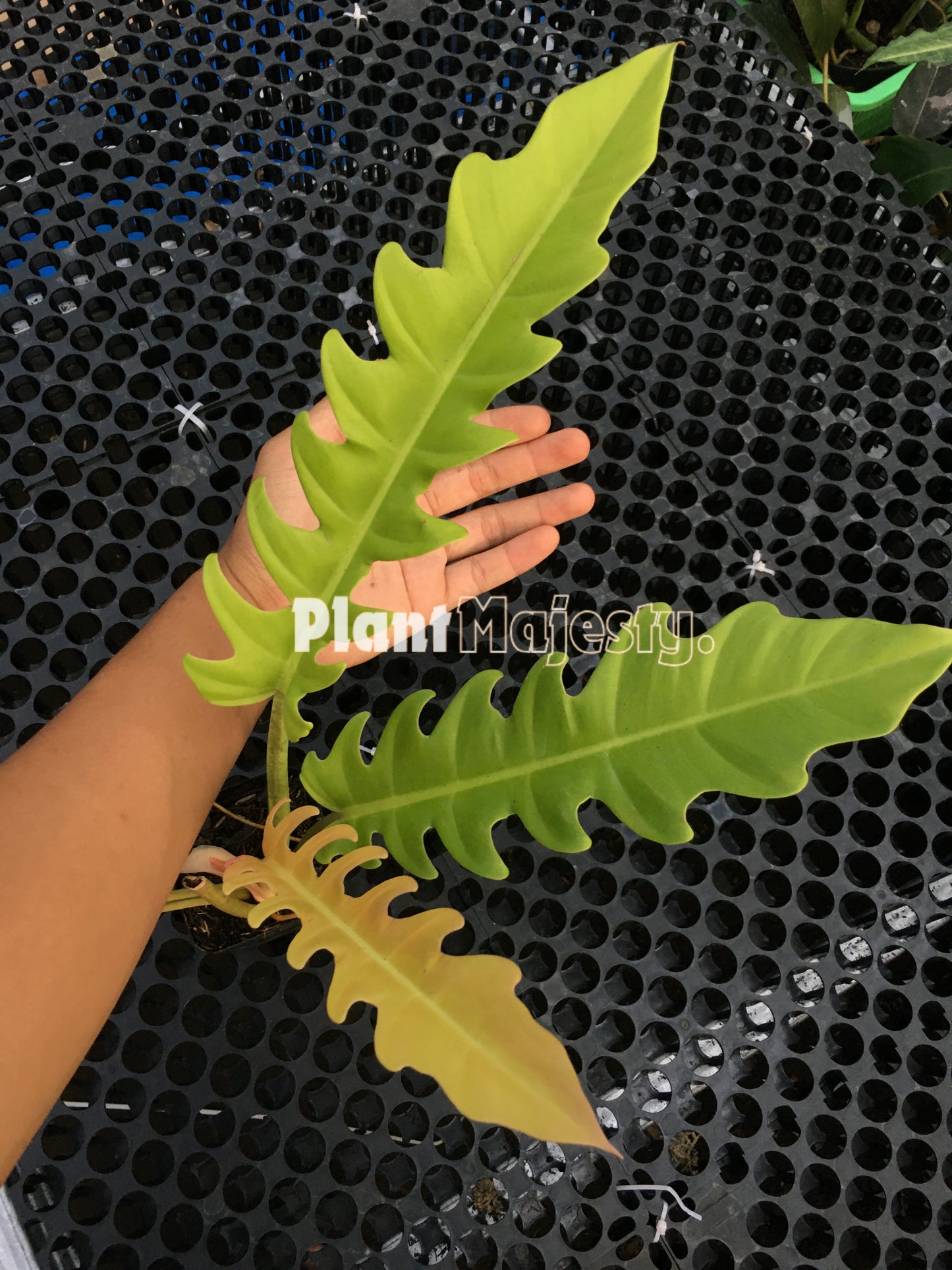 Philodendron Golden Saw