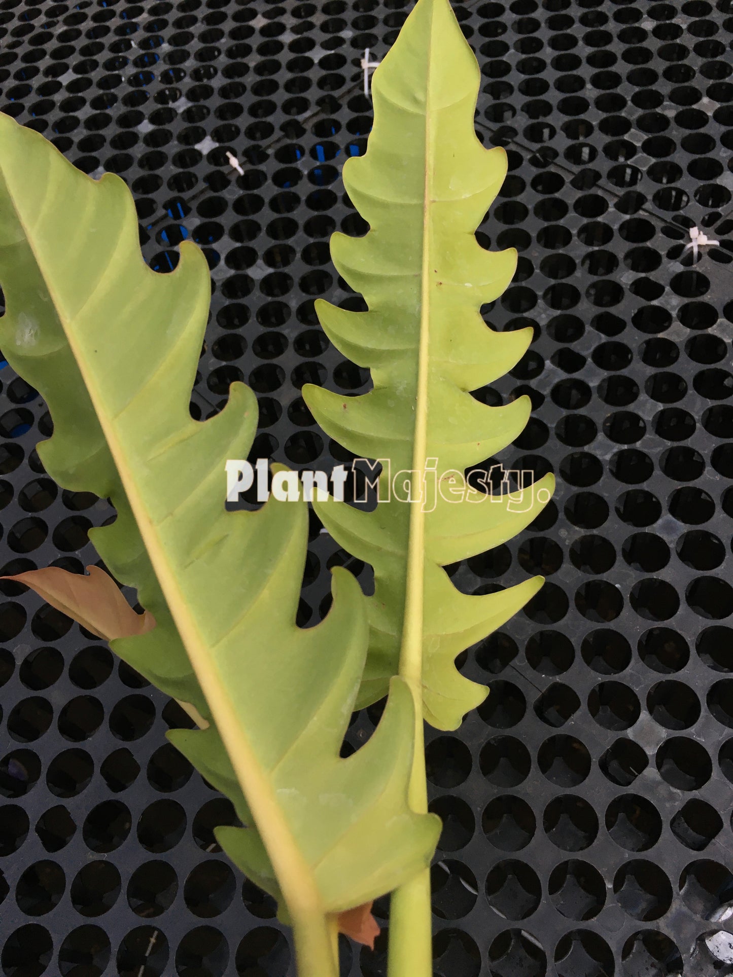 Philodendron Golden Saw