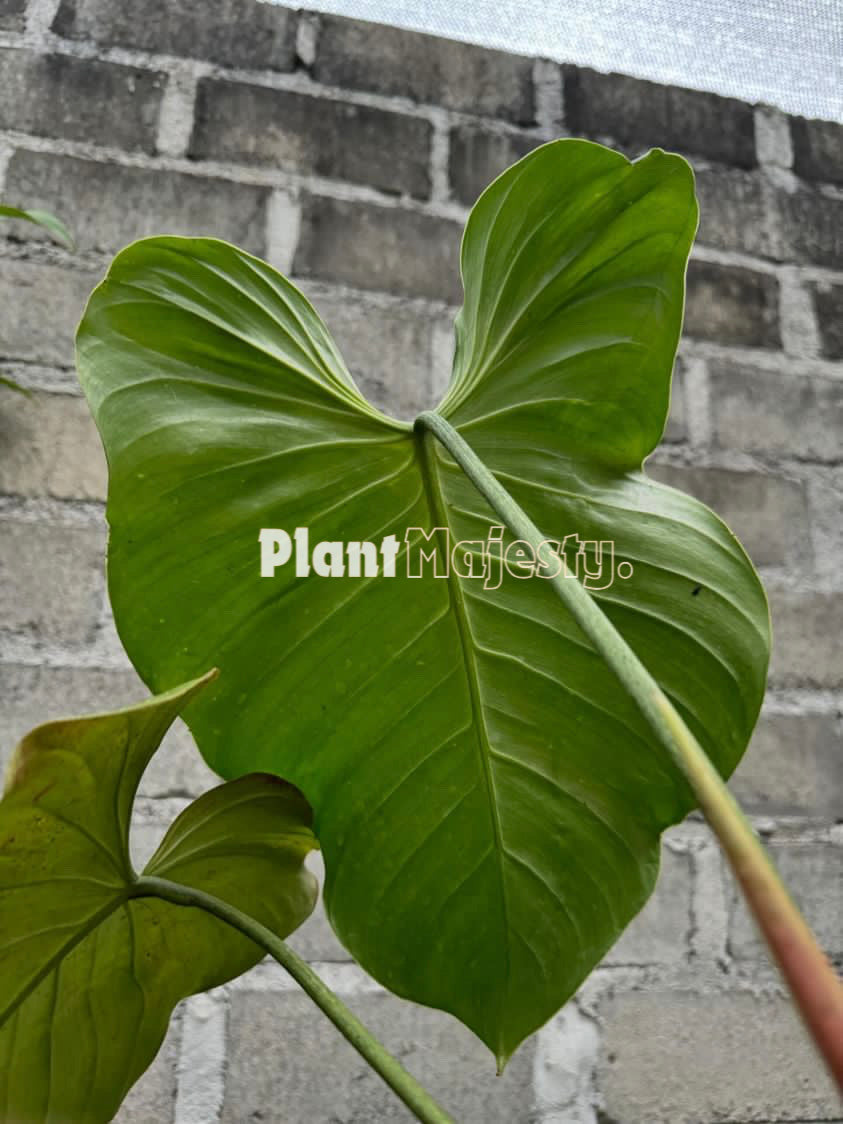 philodendron grandipes