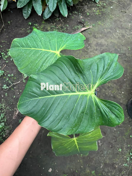 philodendron grandipes