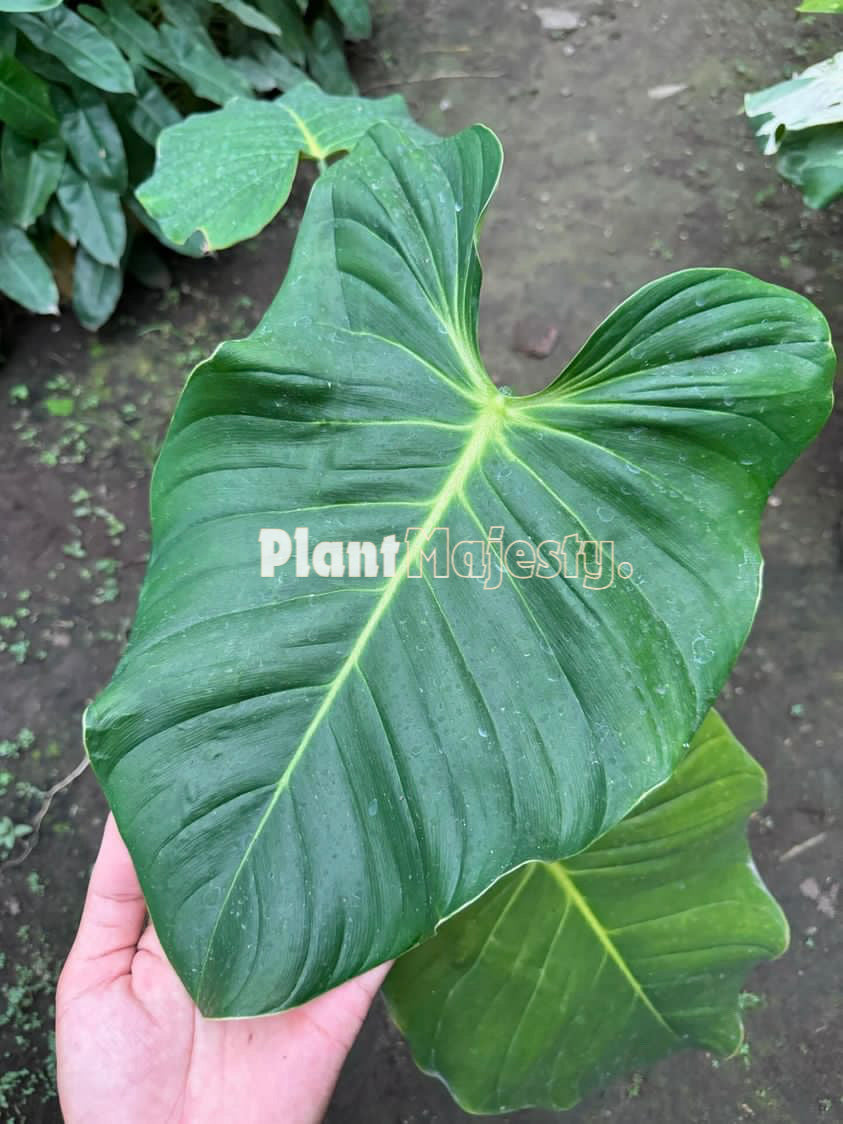 philodendron grandipes