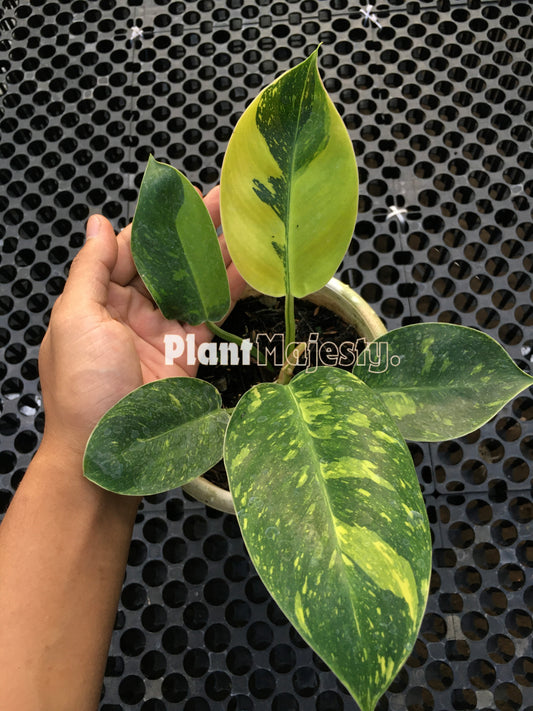 Philodendron Green Congo Nuclear