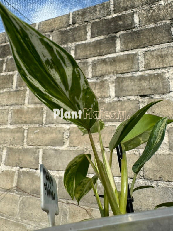 Philodendron Ilsemanii Variegated