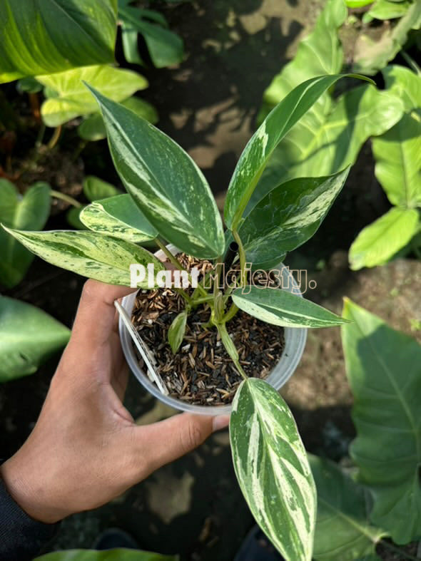 Philodendron Ilsemanii Variegated