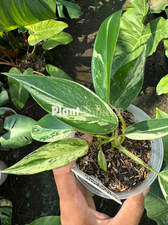 Philodendron Ilsemanii Variegated