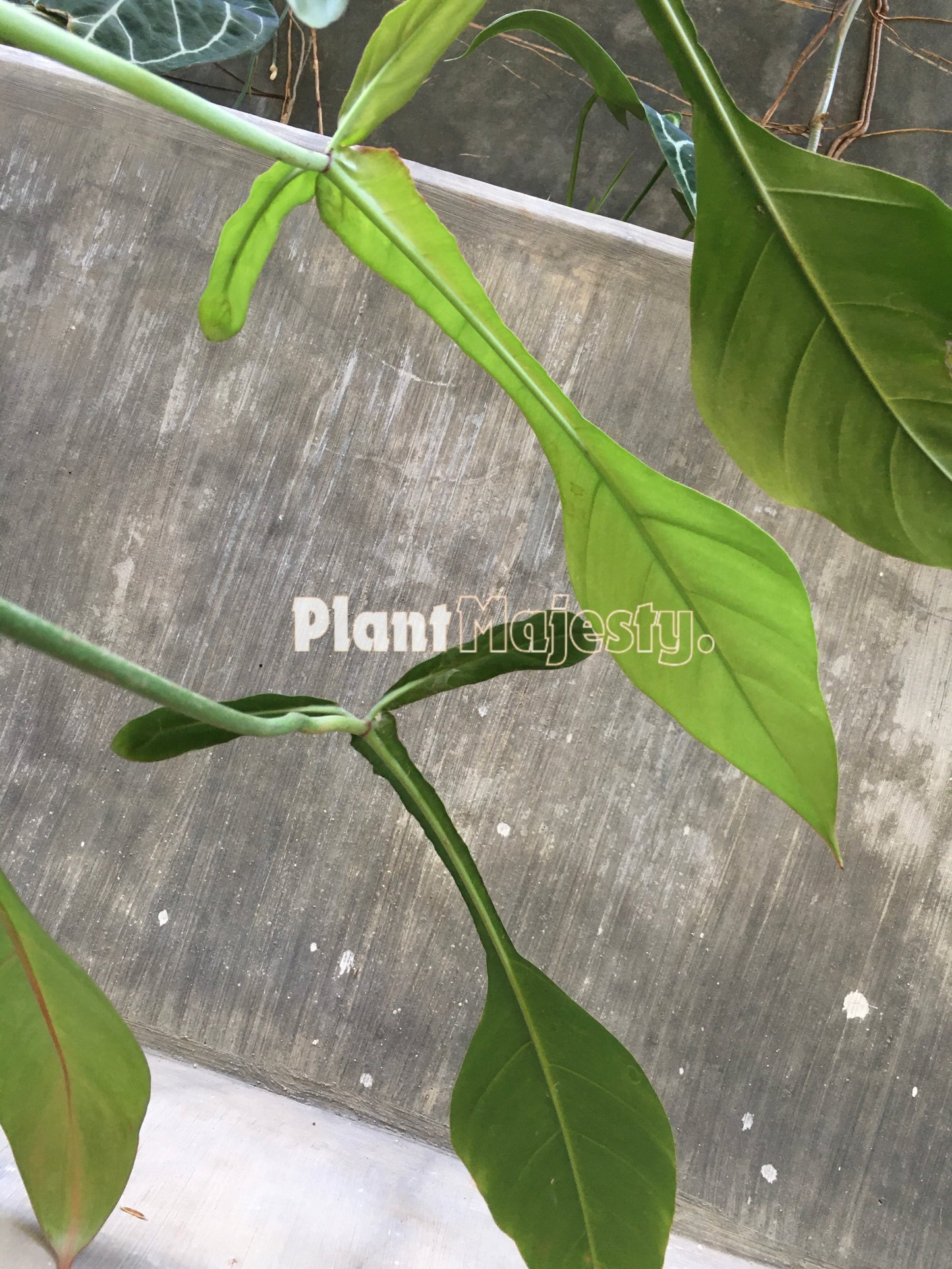 Philodendron Joepii