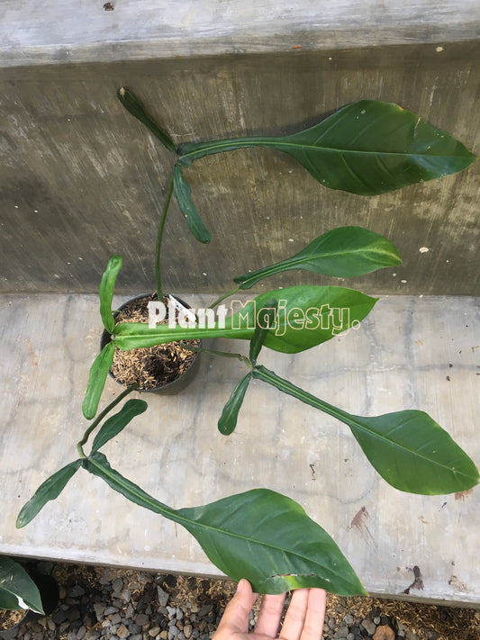 Philodendron Joepii