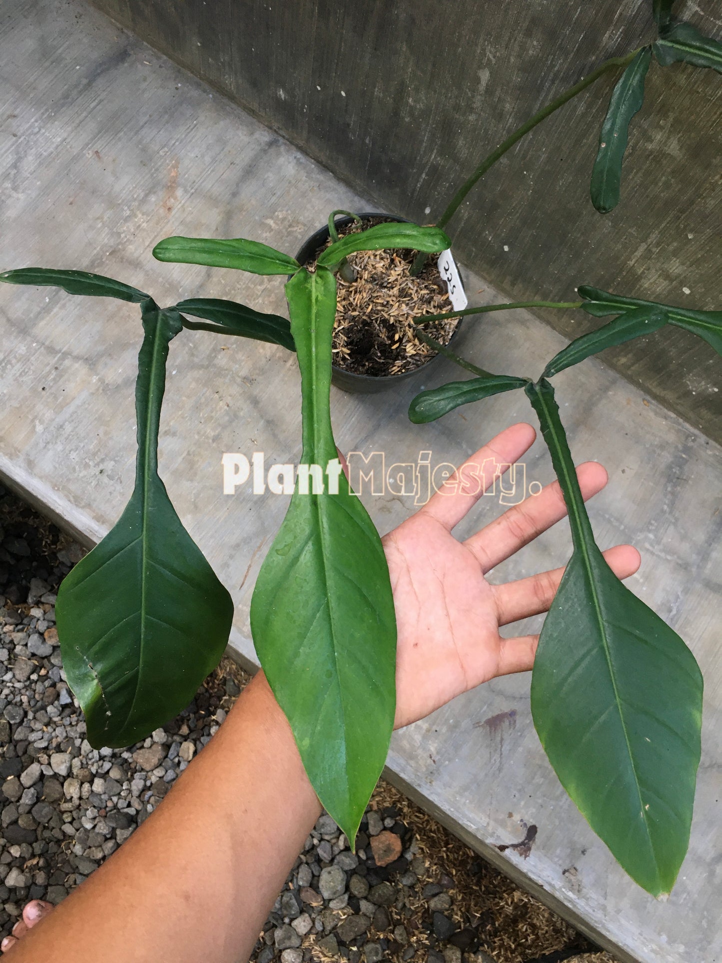 Philodendron Joepii