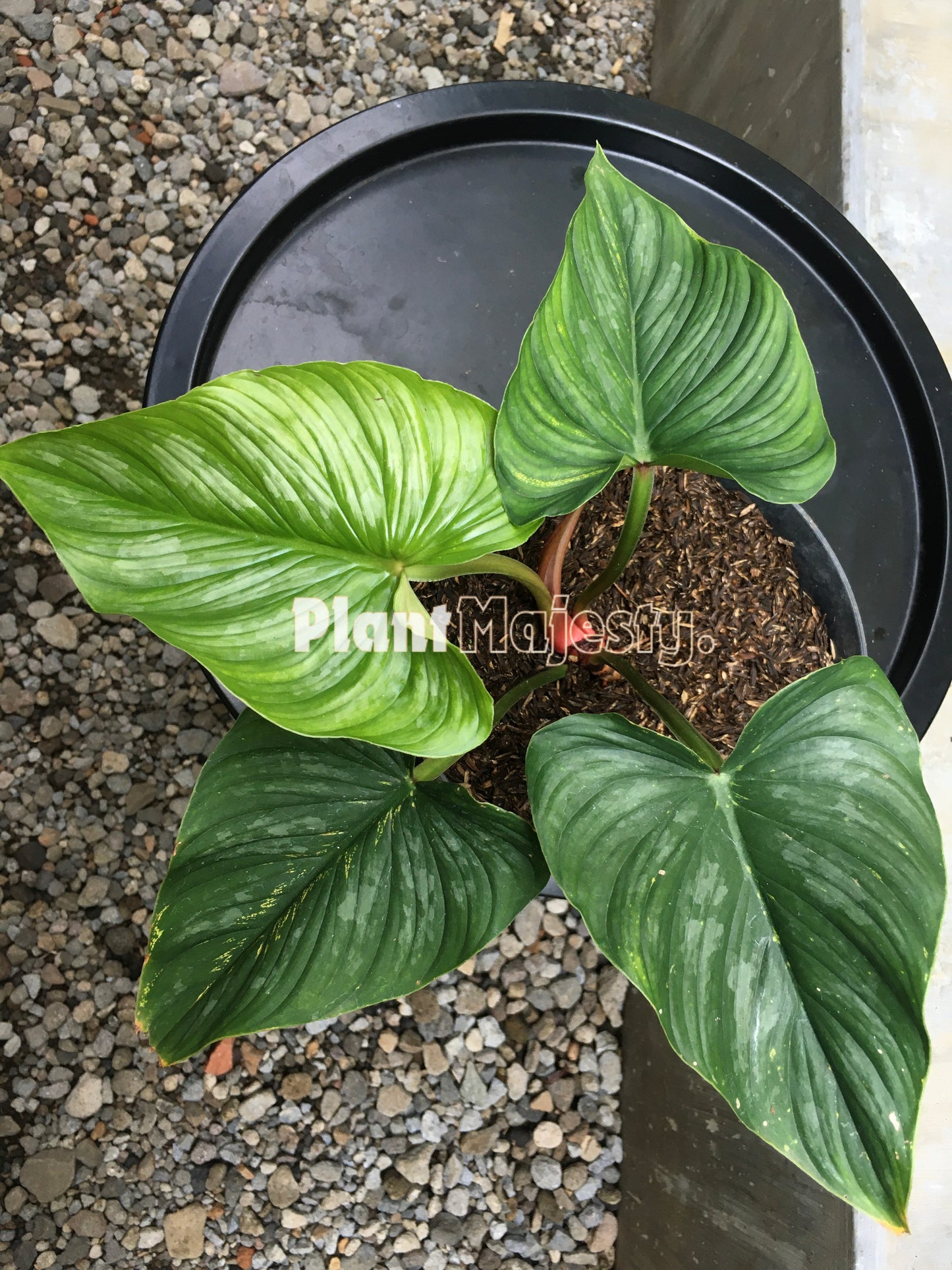 Philodendron Mamei Aff