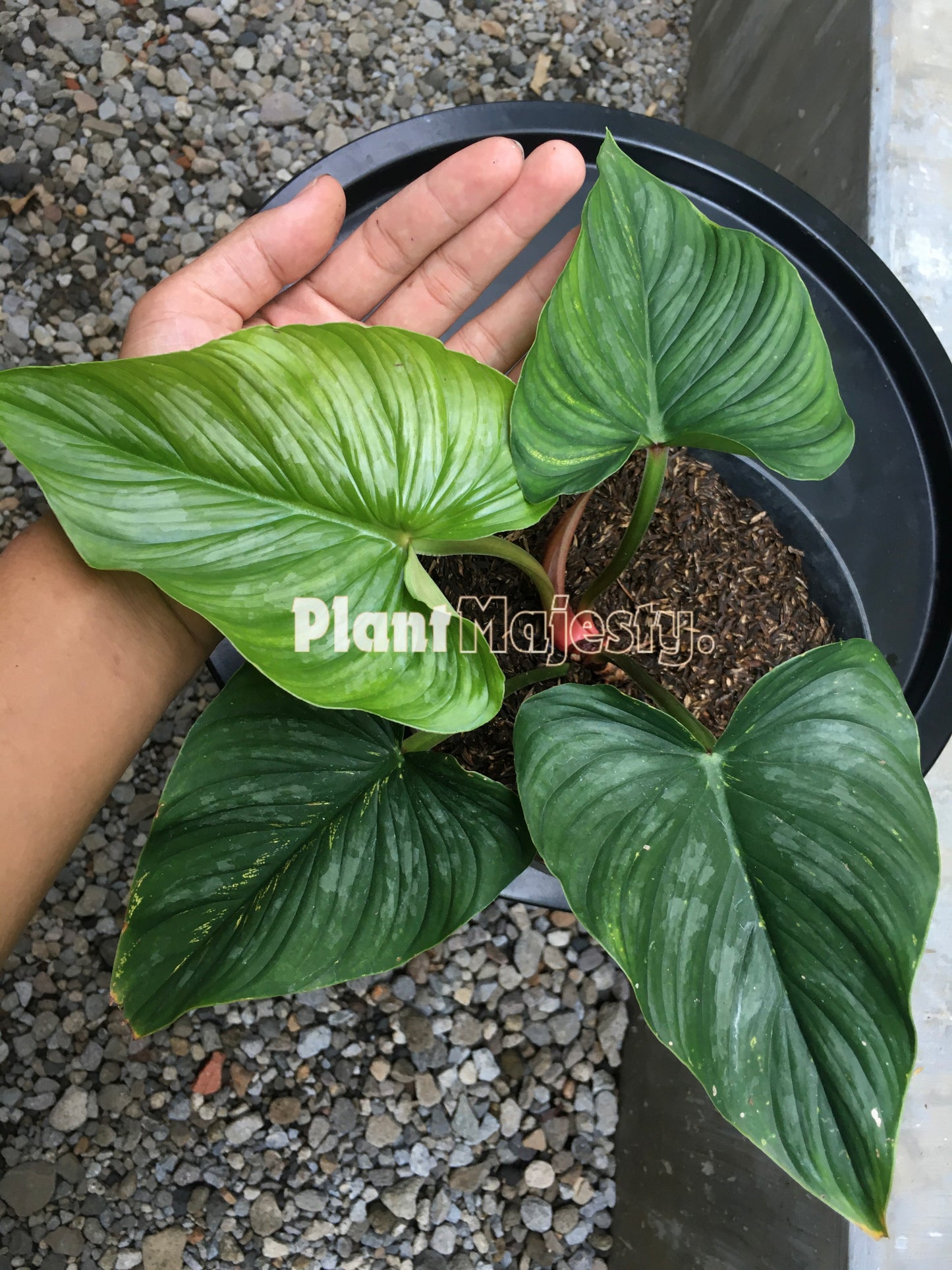 Philodendron Mamei Aff