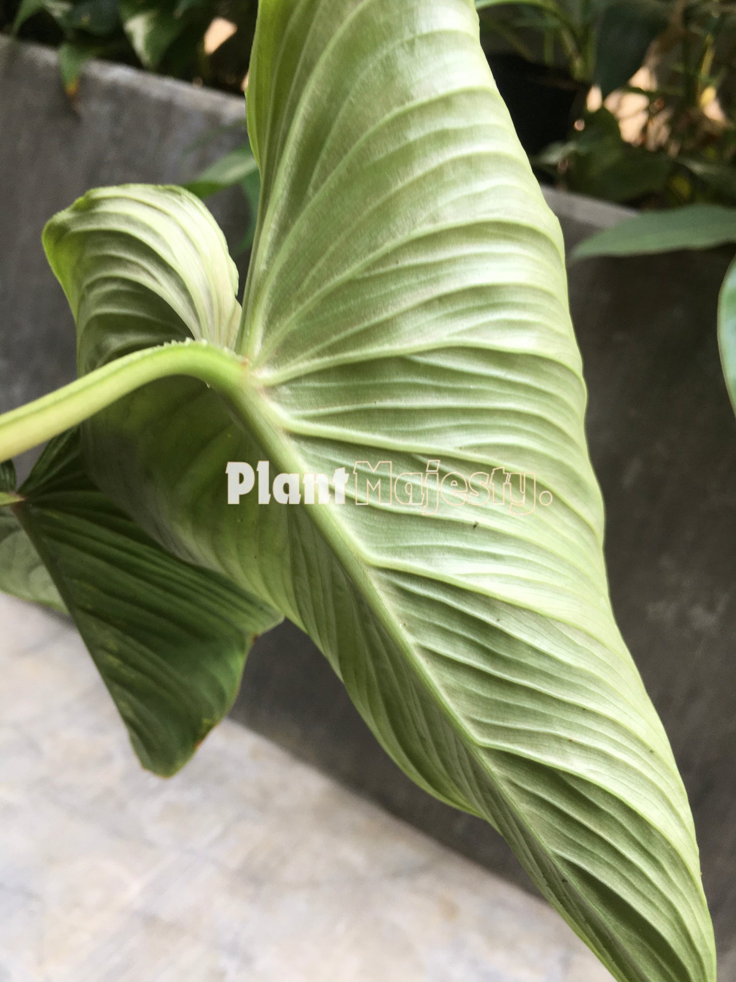 Philodendron Mamei Aff