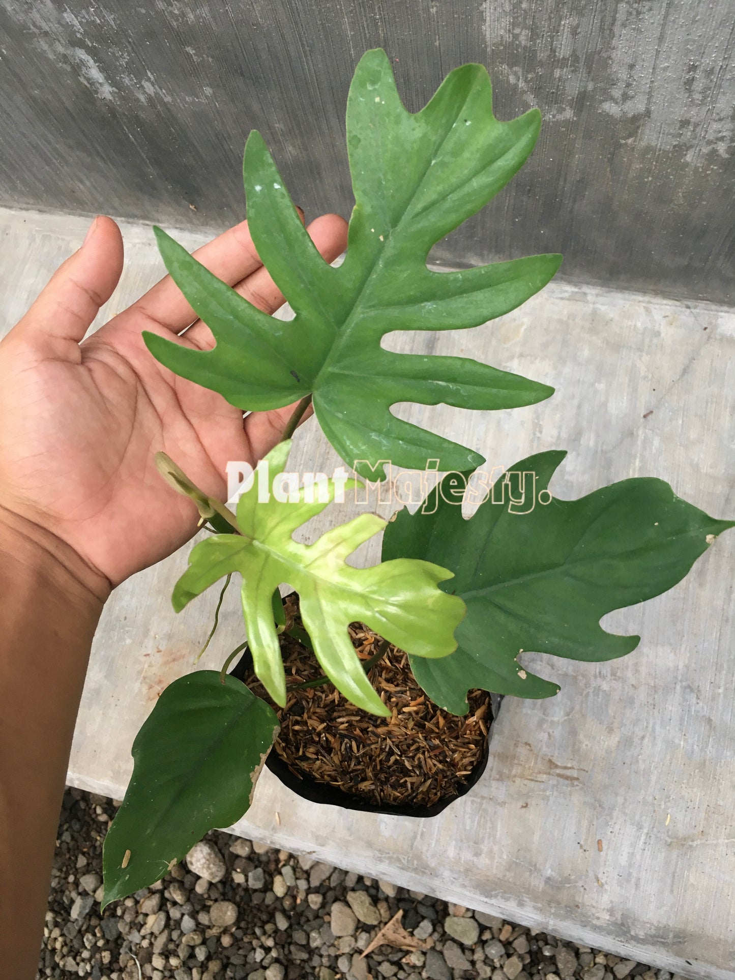 Philodendron Mayoi